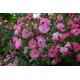 INFUSION de Roses
