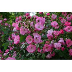 INFUSION de Roses