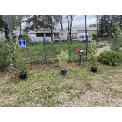 Conseil et plantation