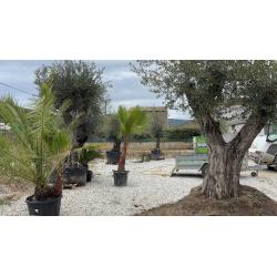 Vente d'arbres