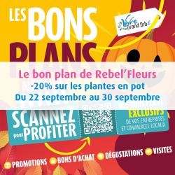 -20% sur toutes les plantes en pot du 23 au 31 août