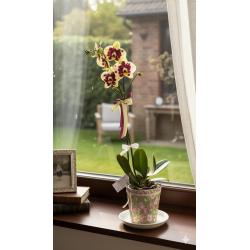 Plantes & Orchidées