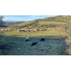 Fromage de brebis frais