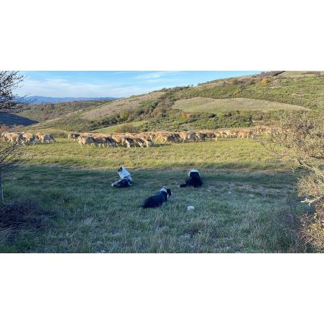 Fromage de brebis frais