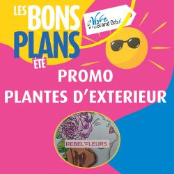 -20% sur les plantes d'extérieur du 21 juin au 21 septembre !