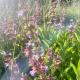 Sauge officinale bio - 15g